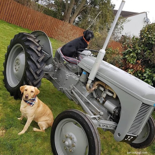 10 Adorable Dogs Showing Their Work Ethic (Cute Photos)