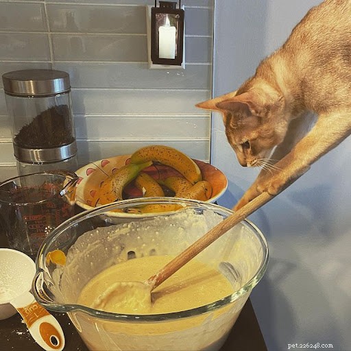 13 Hilarious Cat Work Photos to Brighten Your Day