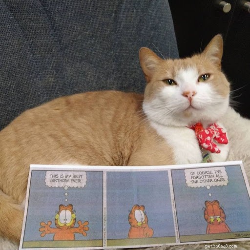 13 Hilarious Cat Work Photos to Brighten Your Day