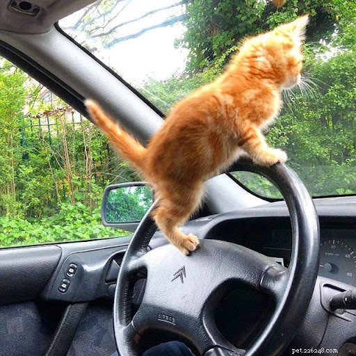 13 Hilarious Cat Work Photos to Brighten Your Day