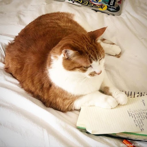 13 Hilarious Cat Work Photos to Brighten Your Day