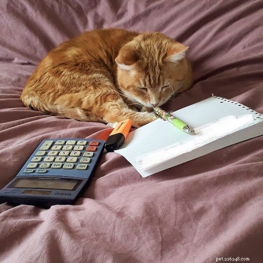 13 Hilarious Cat Work Photos to Brighten Your Day
