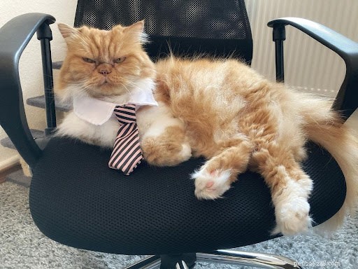 13 Hilarious Cat Work Photos to Brighten Your Day