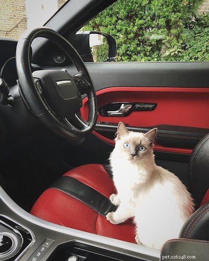 13 Hilarious Cat Work Photos to Brighten Your Day
