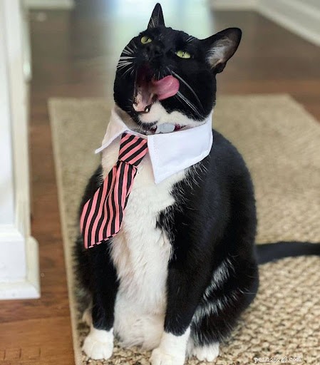 13 Hilarious Cat Work Photos to Brighten Your Day