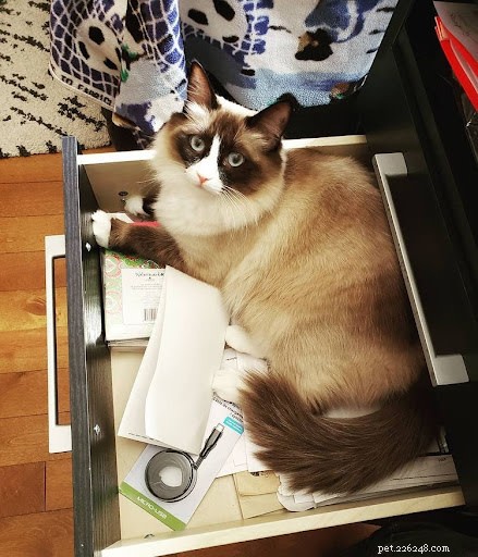 13 Hilarious Cat Work Photos to Brighten Your Day