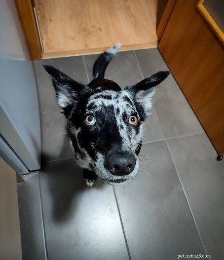 Discover Your Dog’s Zodiac Personality: A Guide to 12 Astrological Traits