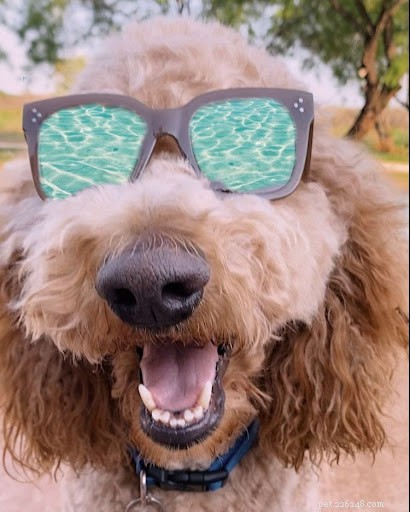 Discover Your Dog’s Zodiac Personality: A Guide to 12 Astrological Traits