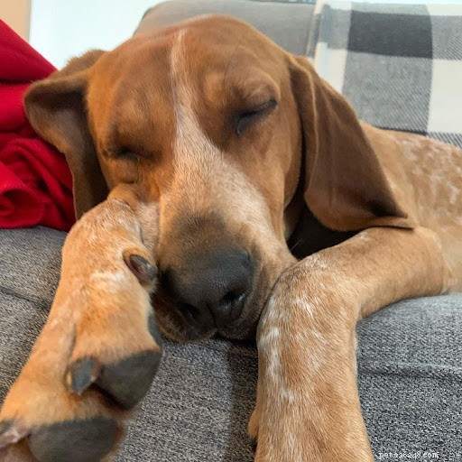 Discover Your Dog’s Zodiac Personality: A Guide to 12 Astrological Traits