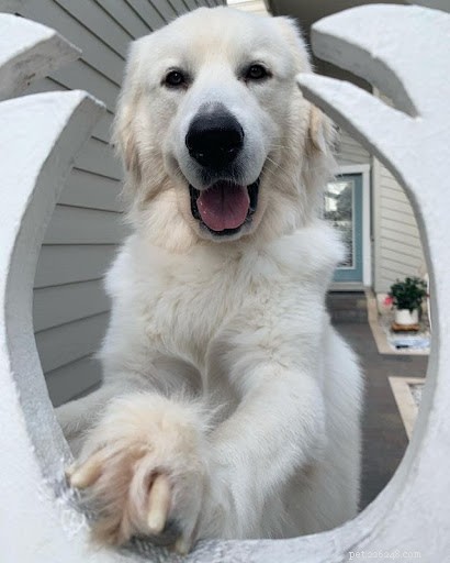Discover Your Dog’s Zodiac Personality: A Guide to 12 Astrological Traits