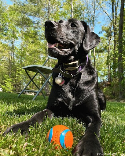 Discover Your Dog’s Zodiac Personality: A Guide to 12 Astrological Traits