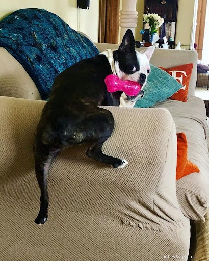 Discover Your Dog’s Zodiac Personality: A Guide to 12 Astrological Traits