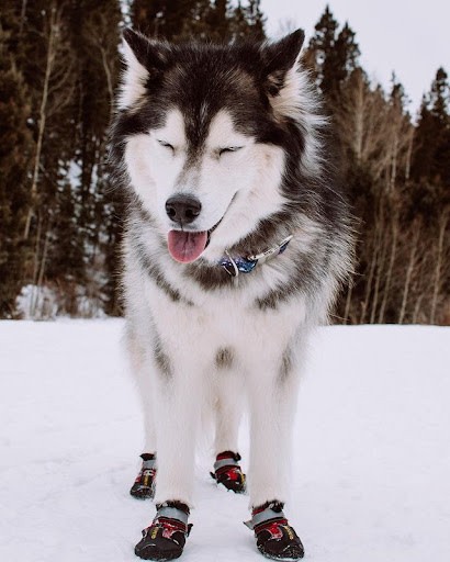Discover Your Dog’s Zodiac Personality: A Guide to 12 Astrological Traits