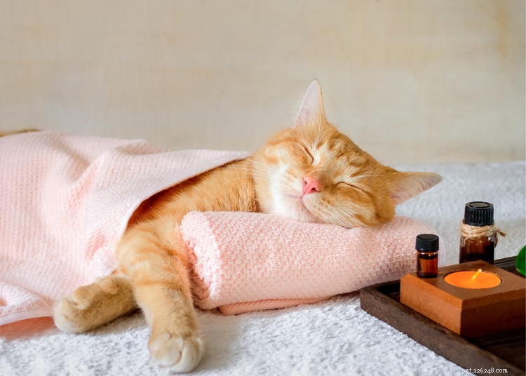5 Therapist‑Approved Self‑Care Rituals to Share with Your Cat