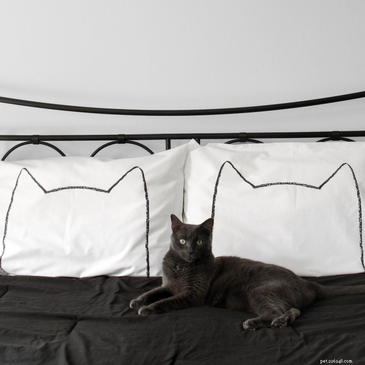 5 Therapist‑Approved Self‑Care Rituals to Share with Your Cat