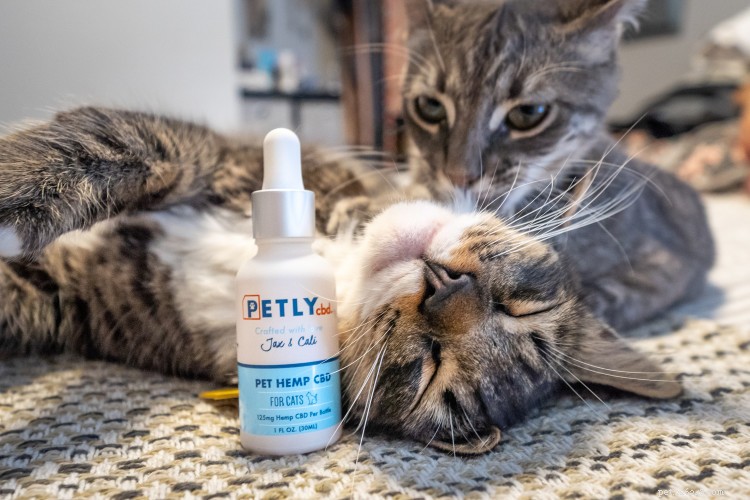 5 Therapist‑Approved Self‑Care Rituals to Share with Your Cat