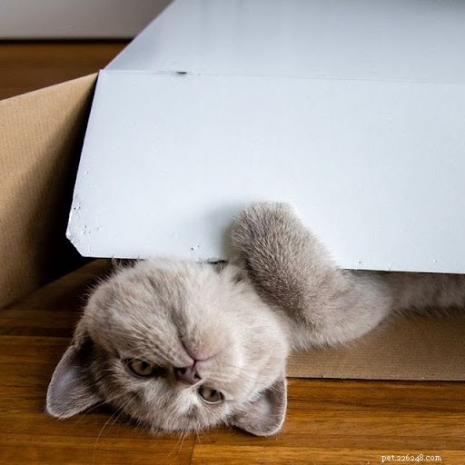 Discover What Your Cat’s Zodiac Sign Reveals: 12 Insightful Photos