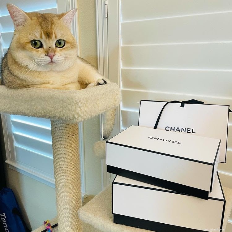 Discover What Your Cat’s Zodiac Sign Reveals: 12 Insightful Photos