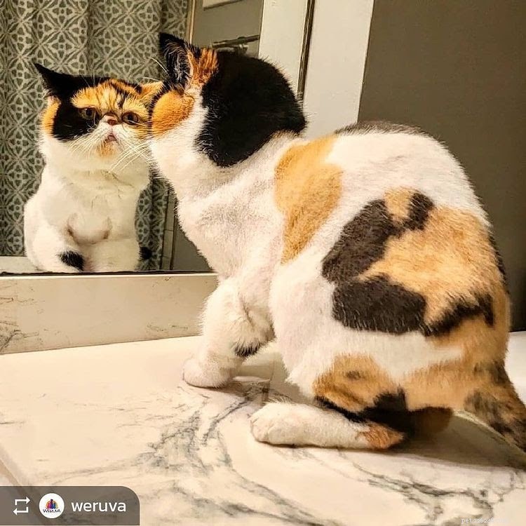 Discover What Your Cat’s Zodiac Sign Reveals: 12 Insightful Photos