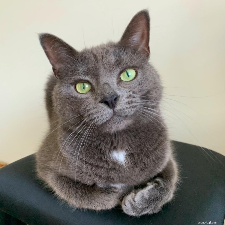 Discover What Your Cat’s Zodiac Sign Reveals: 12 Insightful Photos