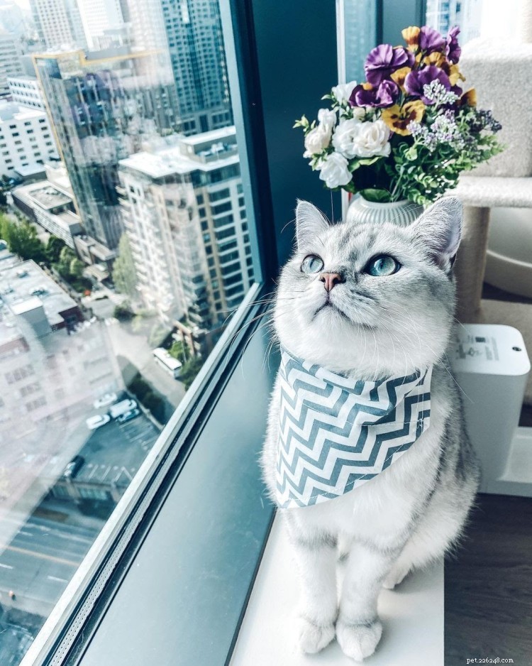 Discover What Your Cat’s Zodiac Sign Reveals: 12 Insightful Photos