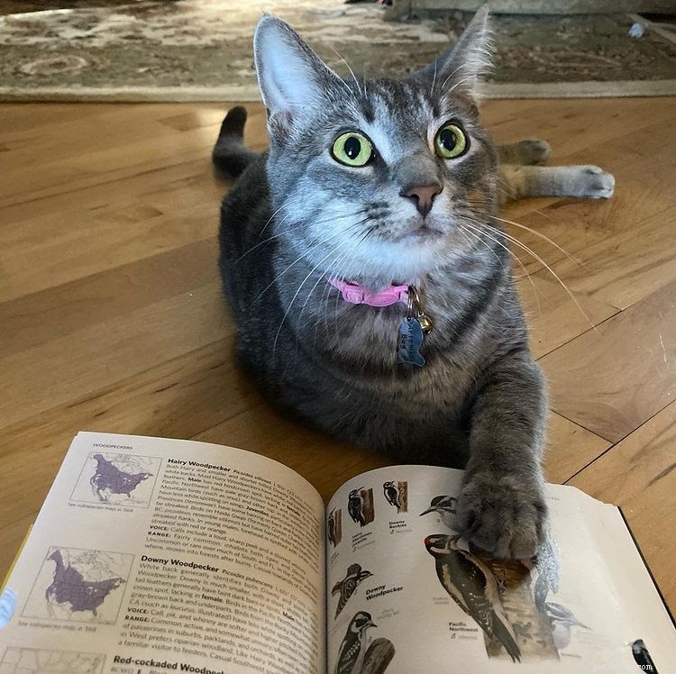 Discover What Your Cat’s Zodiac Sign Reveals: 12 Insightful Photos