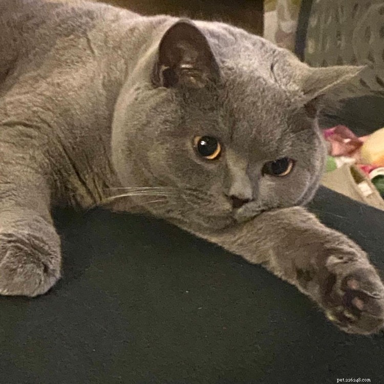 Discover What Your Cat’s Zodiac Sign Reveals: 12 Insightful Photos