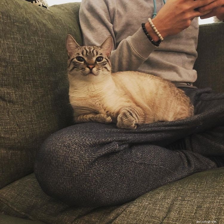 Discover What Your Cat’s Zodiac Sign Reveals: 12 Insightful Photos