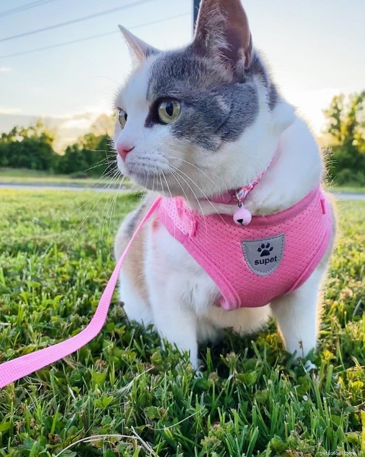 Discover What Your Cat’s Zodiac Sign Reveals: 12 Insightful Photos