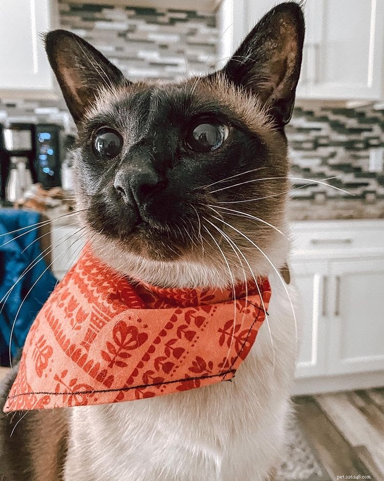 Discover What Your Cat’s Zodiac Sign Reveals: 12 Insightful Photos