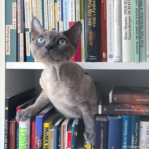 Discover What Your Cat’s Zodiac Sign Reveals: 12 Insightful Photos