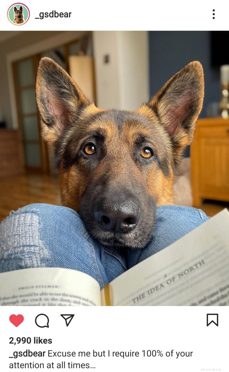 German Shepherd Breed Guide: Traits, History, and Care Tips