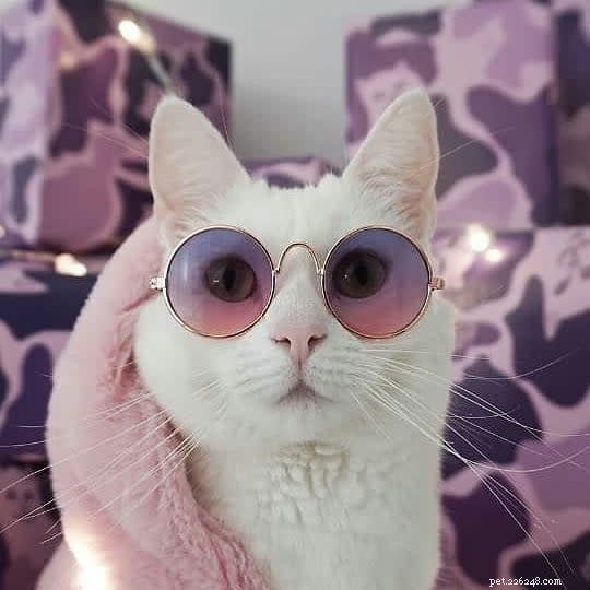 10 Adorable Cat Photos to Brighten Your Monday