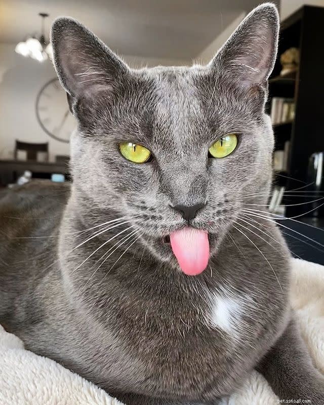 10 Adorable Cat Photos to Brighten Your Monday