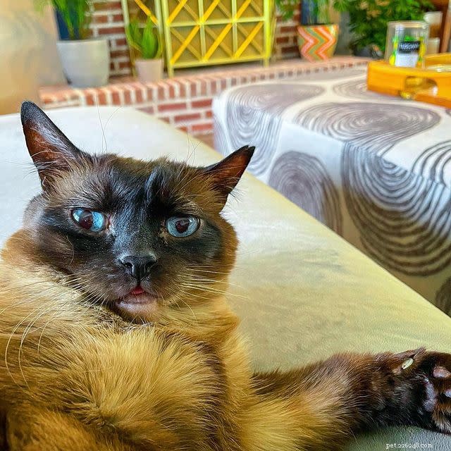 10 Adorable Cat Photos to Brighten Your Monday