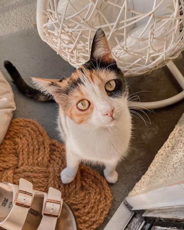 10 Adorable Cat Photos to Brighten Your Monday