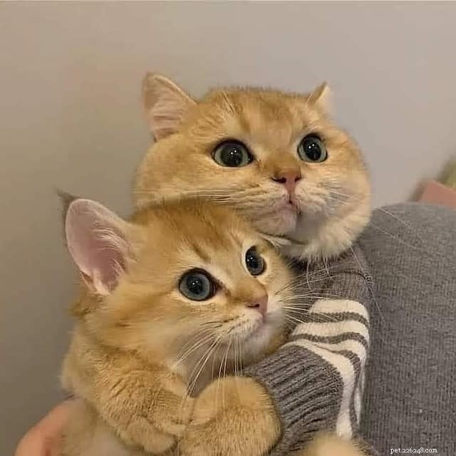 10 Adorable Cat Photos to Brighten Your Monday