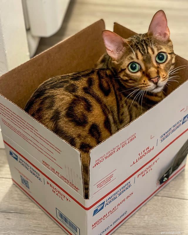 10 Adorable Cat Photos to Brighten Your Monday