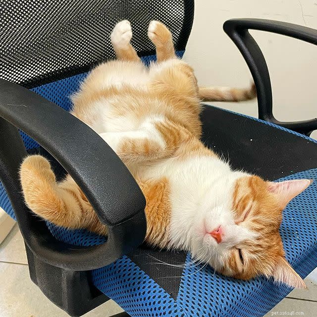10 Adorable Cat Photos to Brighten Your Monday