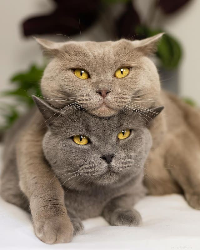 10 Adorable Cat Photos to Brighten Your Monday