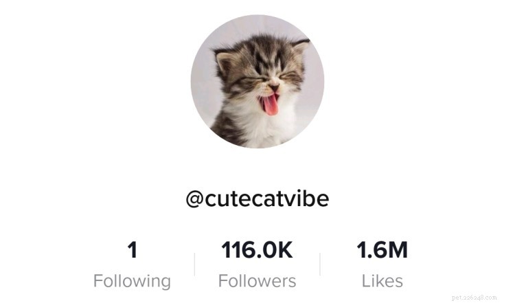 Top 7 Cat TikTok Accounts That Will Have You Laughing All Day