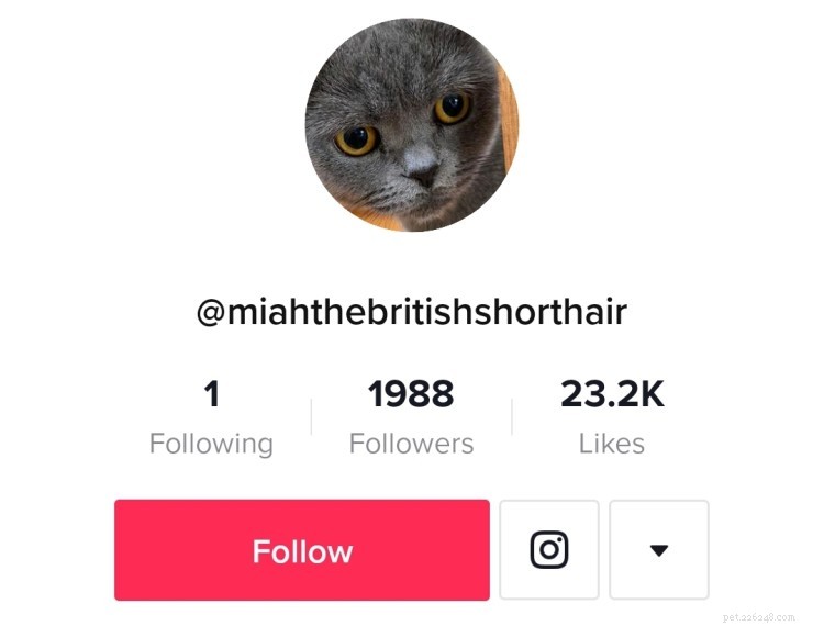 Top 7 Cat TikTok Accounts That Will Have You Laughing All Day
