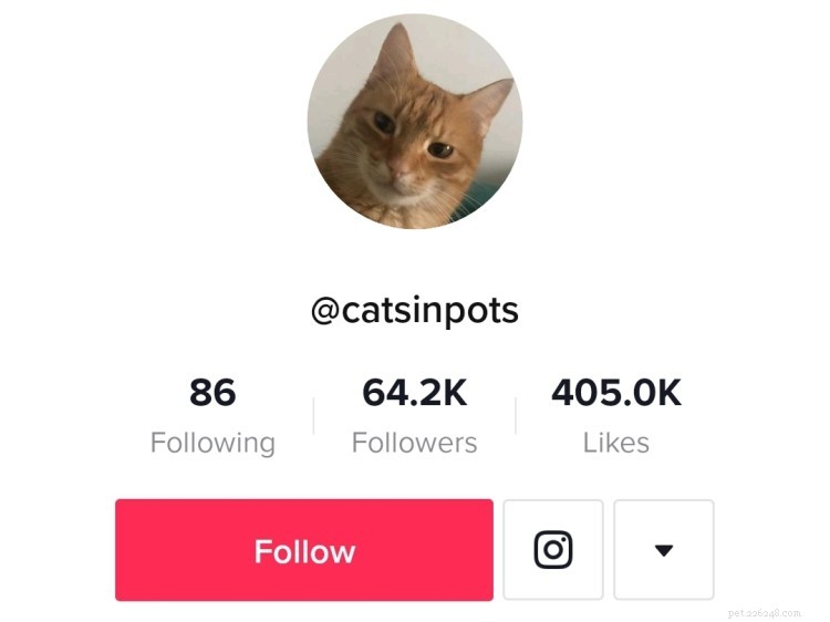 Top 7 Cat TikTok Accounts That Will Have You Laughing All Day