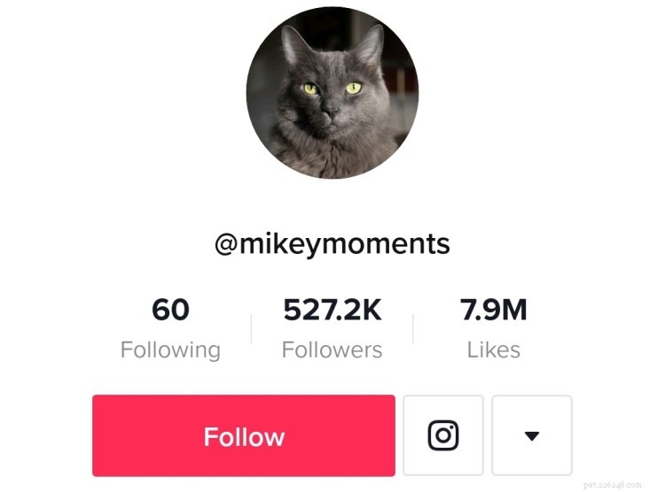 Top 7 Cat TikTok Accounts That Will Have You Laughing All Day