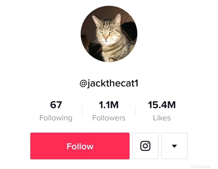 Top 7 Cat TikTok Accounts That Will Have You Laughing All Day