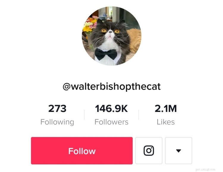 Top 7 Cat TikTok Accounts That Will Have You Laughing All Day