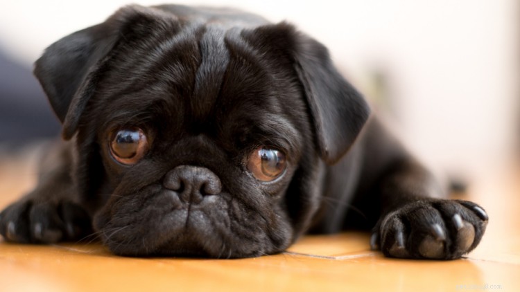 The Ultimate Pug Guide: History, Traits, and Essential Care Tips