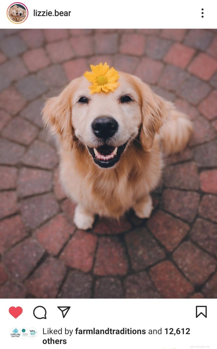 11 Heartwarming Dog Photos to Brighten Your Monday