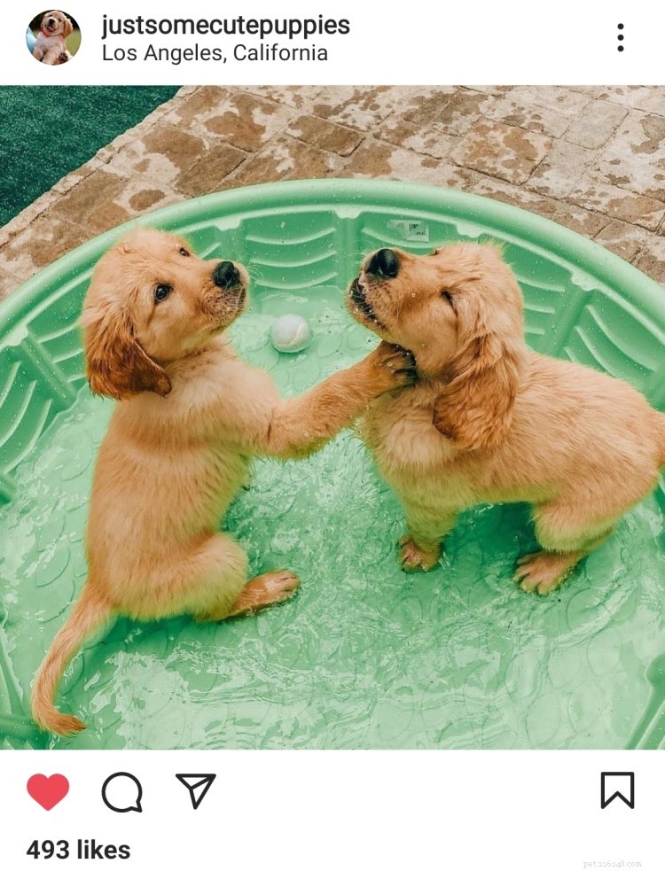11 Heartwarming Dog Photos to Brighten Your Monday