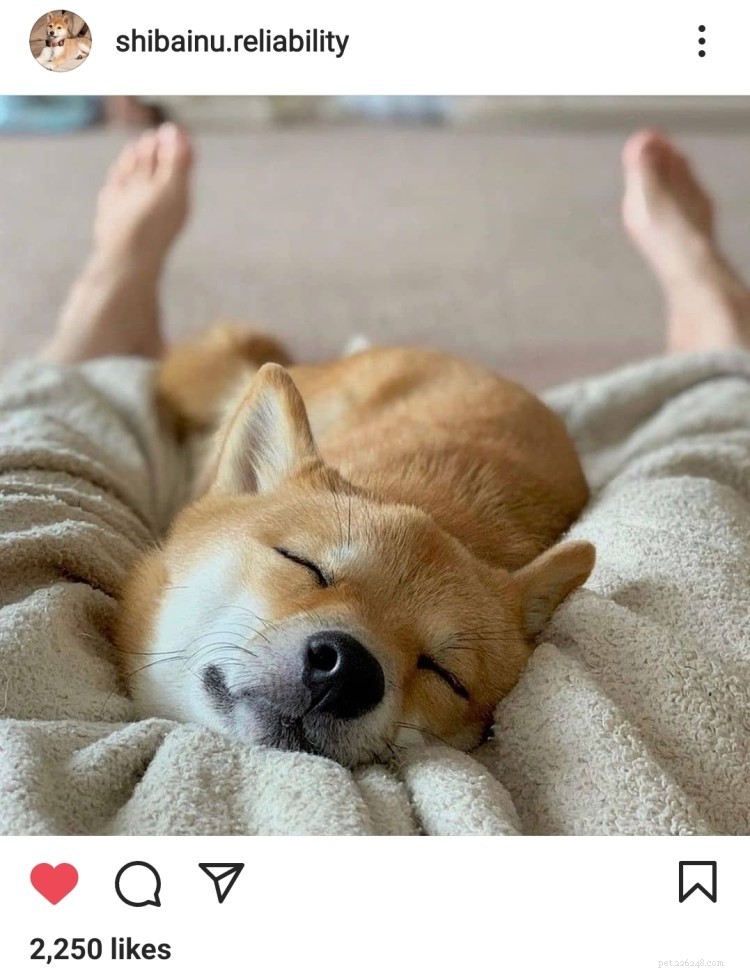 11 Heartwarming Dog Photos to Brighten Your Monday